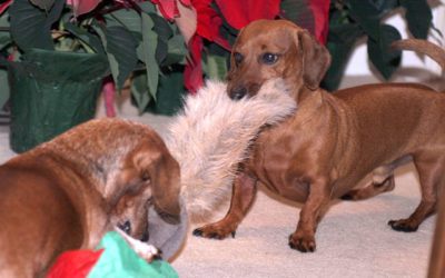 Rollie steals squirrel, December 2006